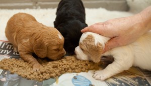 puppy feeding