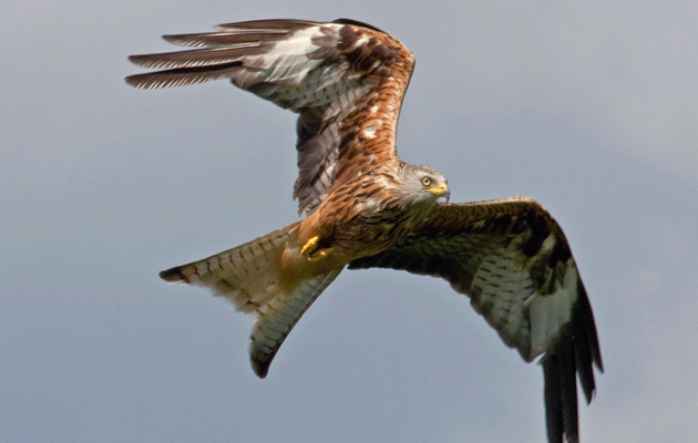 red kite raptor flying