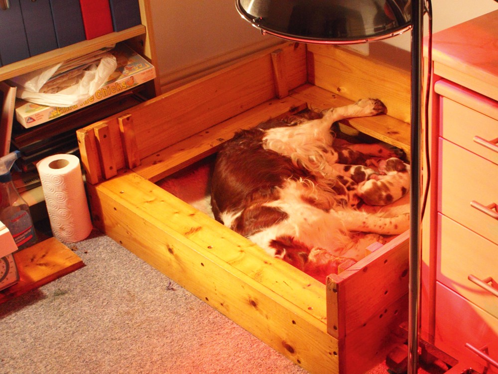 How to build a whelping box Shooting UK