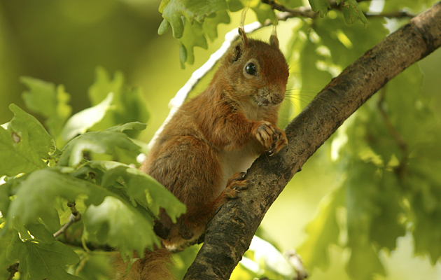 Royal backing for red squirrel strategy - Vimarsana News
