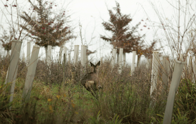 How to call muntjac deer - Shooting UK