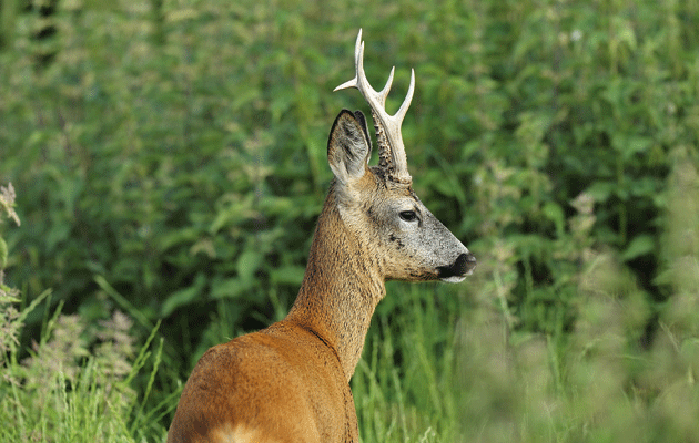 Roe buck