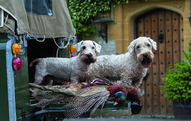 working sealyham terrier