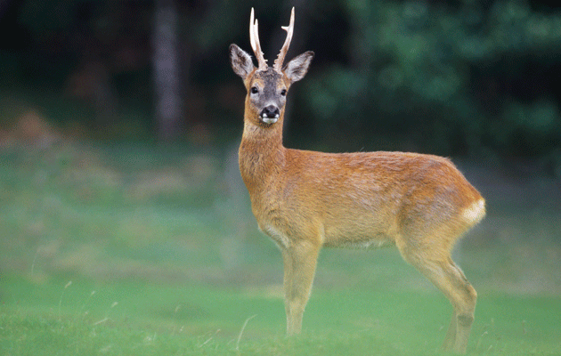 Roe buck