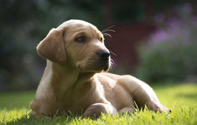 How to sell puppies