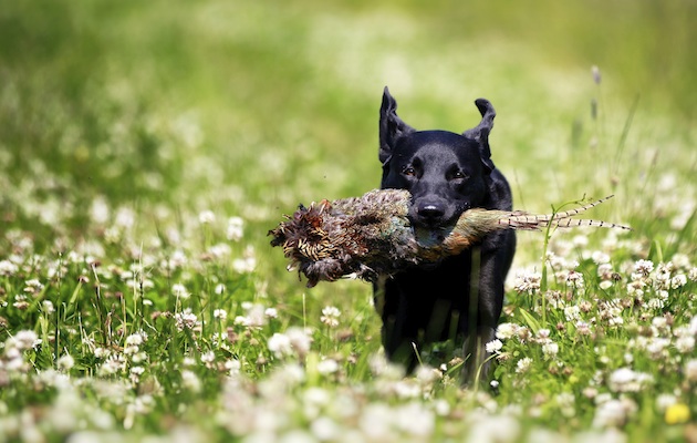 black Labrador with pheasant 