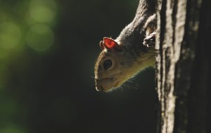 grey squirrel