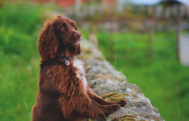 Brown Dog Breeds World Of Animal