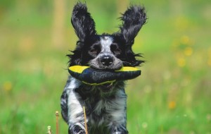 Sprocker Shooting Uk Just Why Is The Sprocker Spaniel Becoming So Por