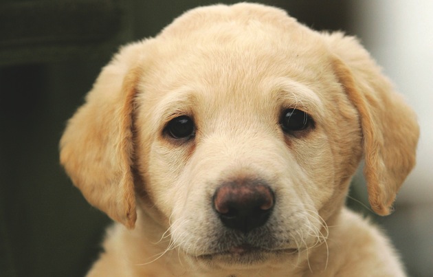 buying a gundog puppy 