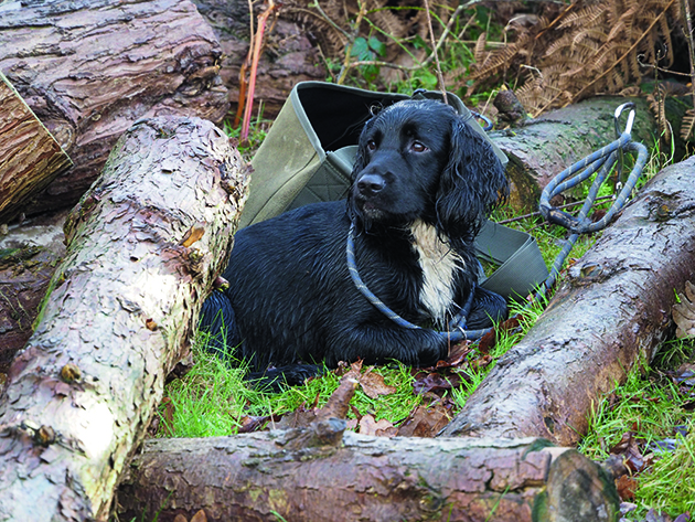 Crossbred gundogs popular on shoots - Vimarsana News