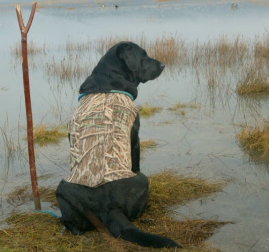 Gundog training tips and how to find the right gundog trainer near you