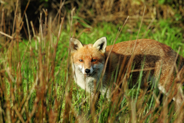 Deer stalking in the UK - where to go and the equipment you'll need