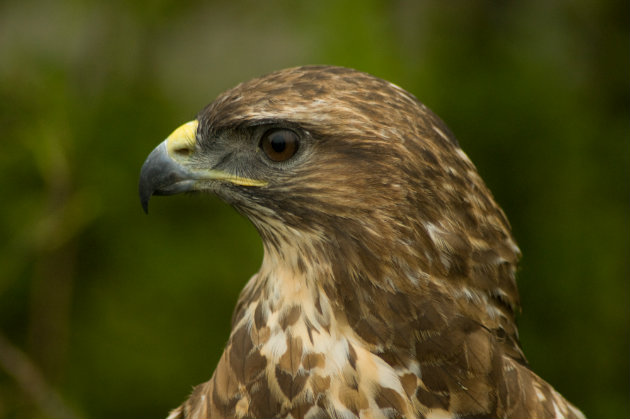 Police Scotland climbdown over 'deliberately shot' buzzard - Vimarsana News