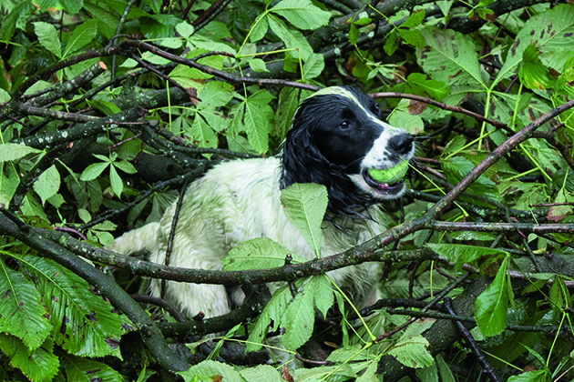 Gundog anxiety