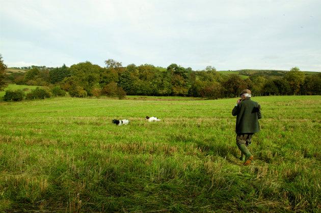 in field with gundogs