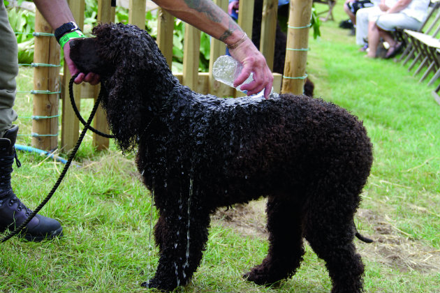 Irish water spaniel