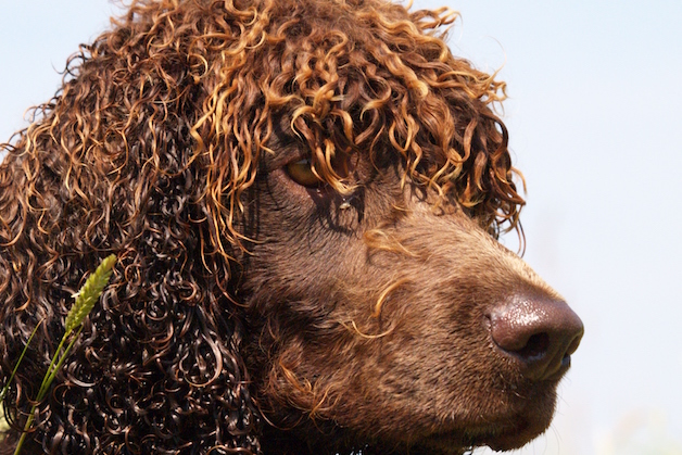 Irish water spaniel