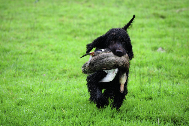 Irish water spaniel
