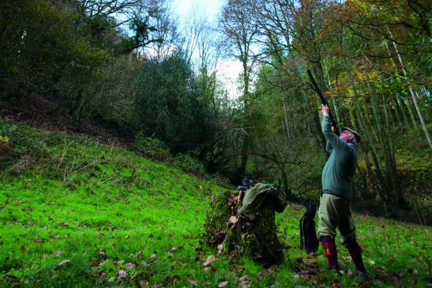 pheasant shooting