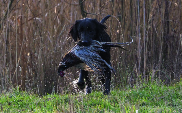 flat coat retriever