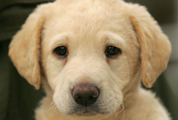 bringing home a labrador puppy