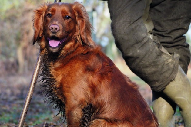 cocker spaniel coat after spaying