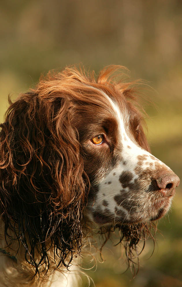English springers are one of our healthiest breeds with an average life expectancy of eleven years