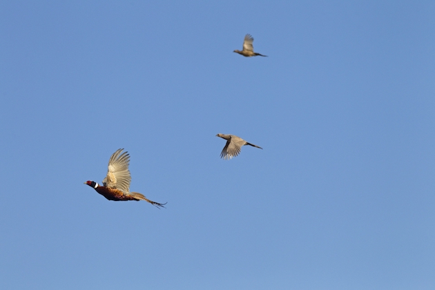 pheasant in flight