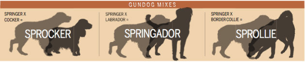 Gundog mixes