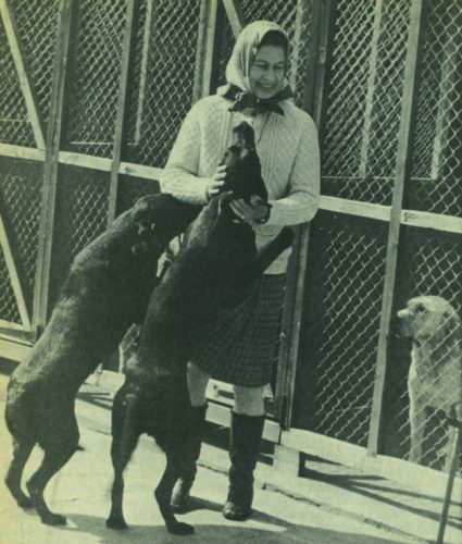 Queen-and-Labradors--425x500.jpg