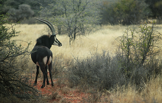 Hunting safaris