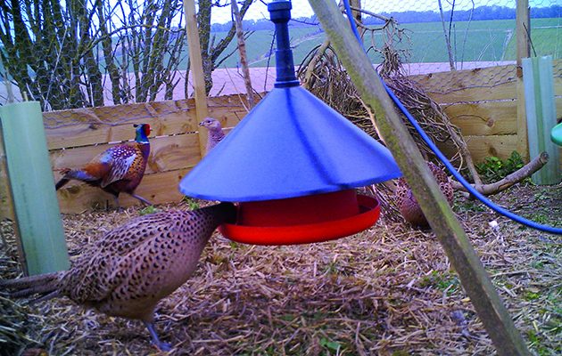 Water supply in perfect pheasant pen