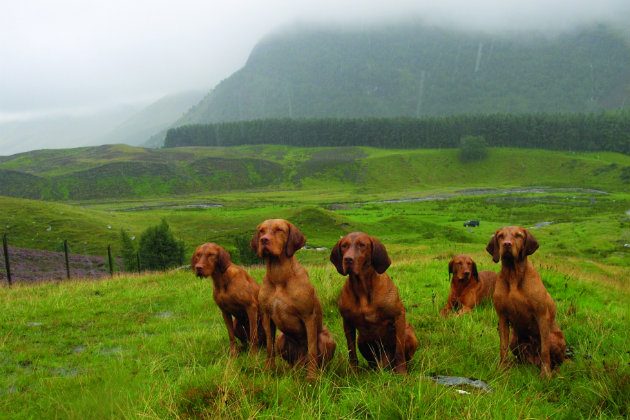 Wirehaired vizslas