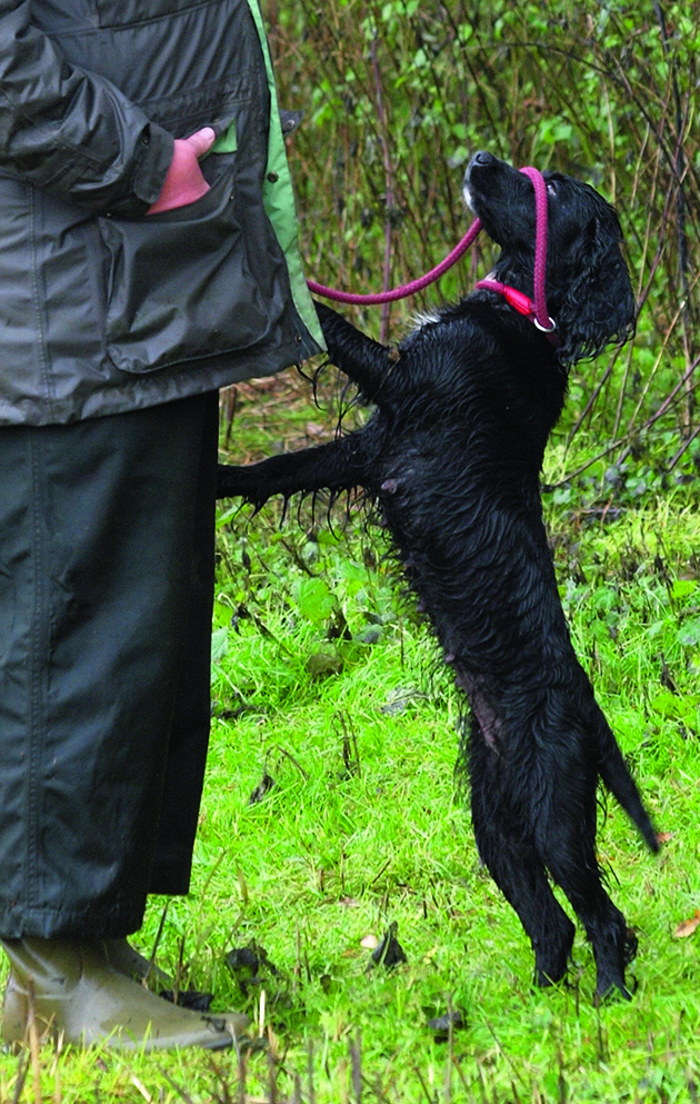 Sprocker spaniel