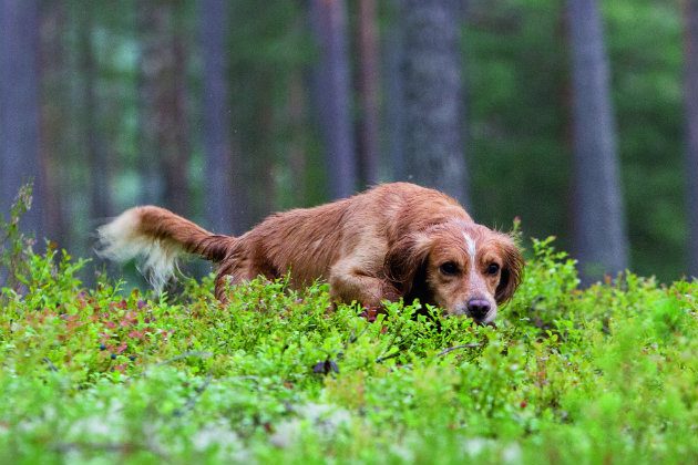 cocker spaniel with game
