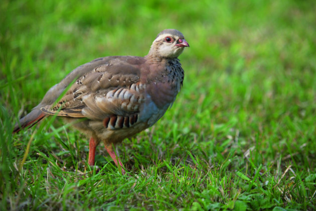 red legged partridge 