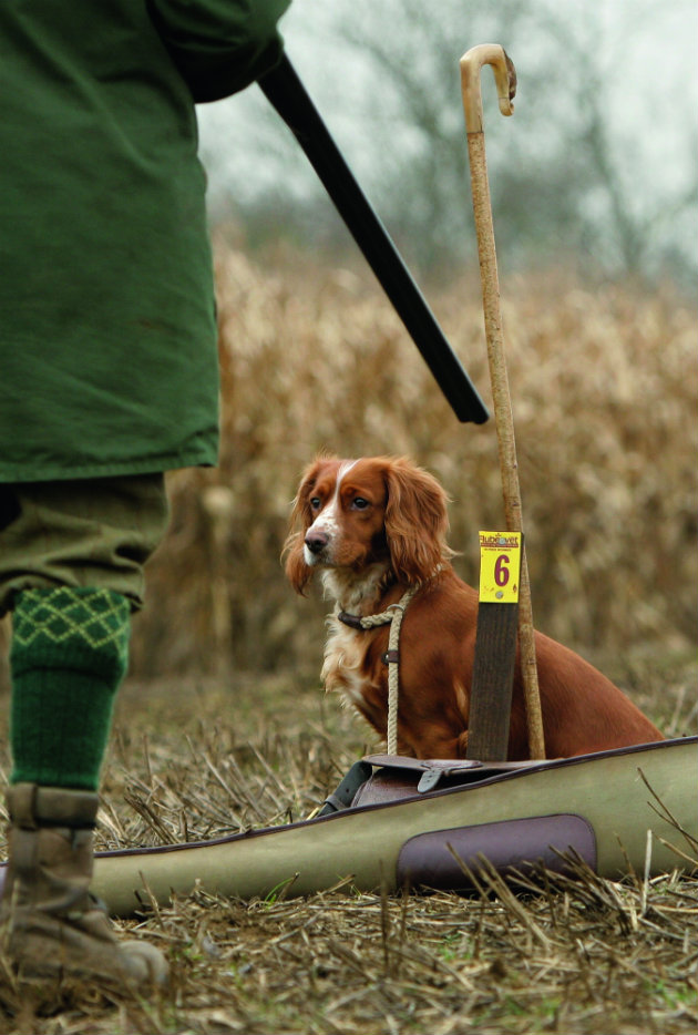 cocker spaniel on peg