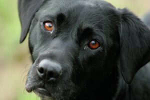 Black Labrador bitch