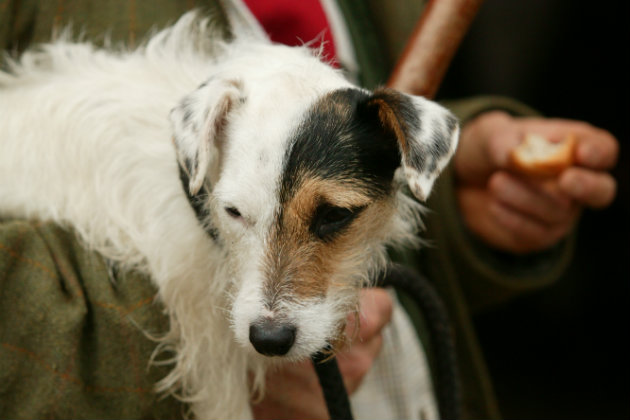 Wire haired Jack Russell terrier 