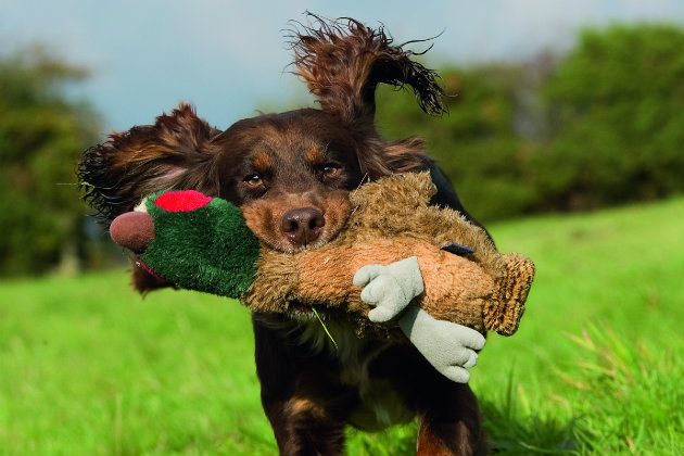 Working cocker spaniel