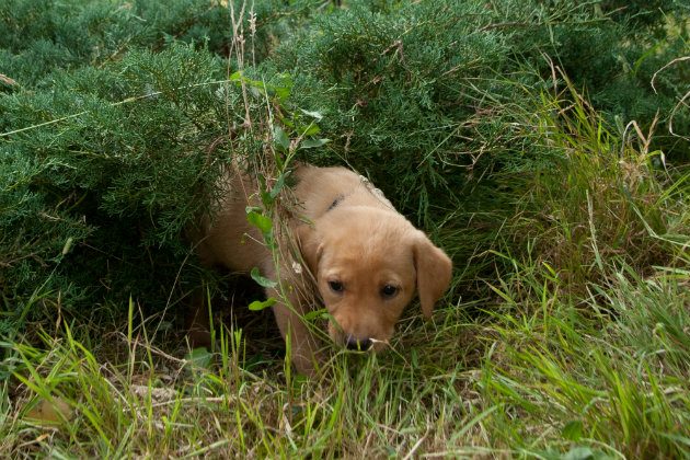Puppy entering heavy cover