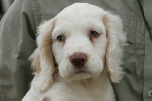 Clumber spaniel puppy