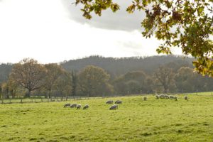 countryside