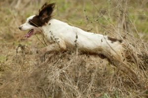 English springer spaniel