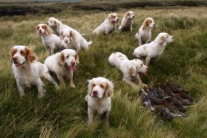 Clumber spaniels