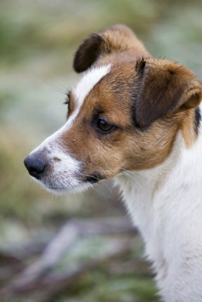 A Jack Russell terrier