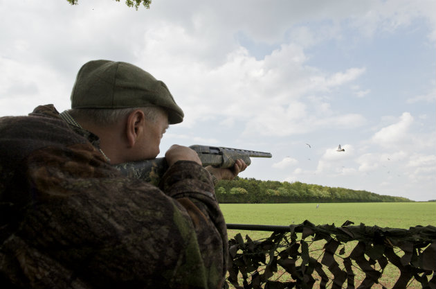How to get permission for pigeon shooting Shooting UK