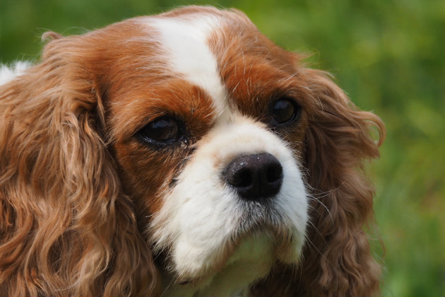 Fair Deal Auto >> So we took a cavalier King Charles spaniel to a game fair Fair Deal Auto >> So we took a cavalier King Charles spaniel to a game fair