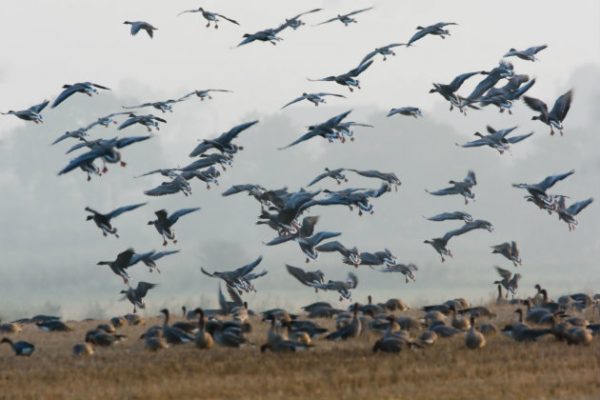 Why are birds with rising numbers on the amber list of conservation concern? - Vimarsana News